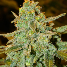 Фем Blue Mystic семена конопли марихуаны каннабиса сорта